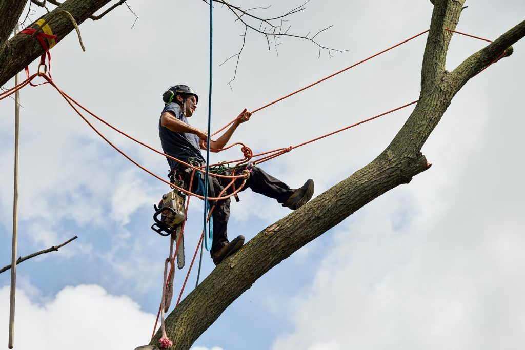 Tree Climbing Rope Image